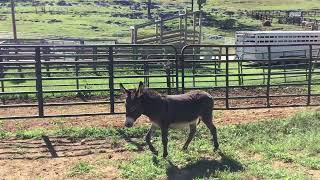 164 3 yr old mini grey jack 350 [upl. by Canute]