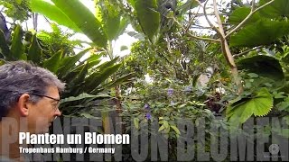 Planten un Blomen  Tropenhaus Hamburg [upl. by Tharp]