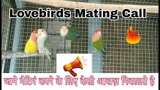 Lovebirds mating call in hindiurdu Uttaranchalbirds [upl. by Trilbee]