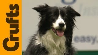 Freestyle Heelwork to Music Competition  Crufts 2012 [upl. by Notsgnik]