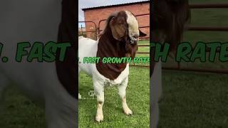 boer goat breed full information [upl. by Adamok567]