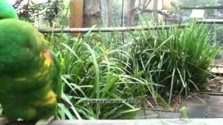 Hilarious Funny scaly breasted Lorikeets Australia [upl. by Libb127]