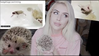 HEDGEHOGS HATE SWIMMING STOP My Hedgehog Update [upl. by Alysoun186]