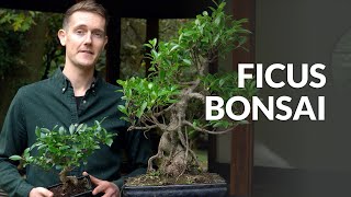 Ficus Bonsai tree care [upl. by Eentihw]