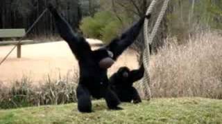 Singing Siamang at Western Plains Zoo [upl. by Ranson77]