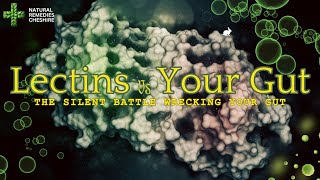 Lectins vs Your Gut The Silent Battle That Could Be Wrecking Your Digestion [upl. by Finny]