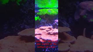 Monticap scrolling montipora coralcantwait saltwateraquarium reefobsessed keepgrowing reef [upl. by Aynodal]