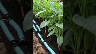 How to Make a Homemade Drip Irrigation System for Your Garden garden shorts trending [upl. by Jaine]