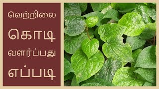 வெற்றிலை கொடி வளர்ப்பது எப்படி  How to Grow betel Leaf in tamil [upl. by Anirav543]