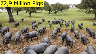 729 Million Pigs In The United States Are Raised This Way – American Farming [upl. by Mushro]