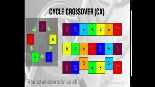 Cycle Crossover  CX  Genetic Algorithms [upl. by Ettolrahs]