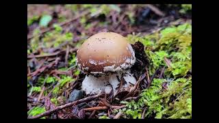 January Mushroom Foraging [upl. by Matthias]