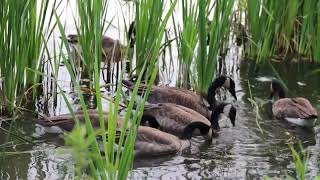 ducks quacking on a lake [upl. by Idhem987]