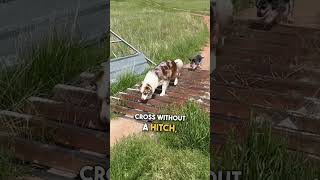 Clever Dogs Figure Out How to Get Across Cattle Guard 🐶 🙌 [upl. by Riancho511]