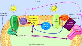 Lichtabhängige Reaktion Schritt für Schritt erklärt Lichtreaktion Fotosynthese Biologie Abitur [upl. by Linzer]