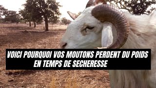 Nos Moutons en saison seche [upl. by Lertnek]