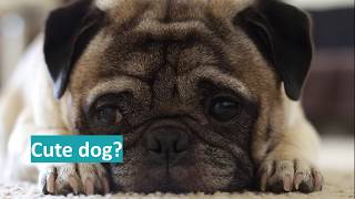 BreedtoBreathe  Health and welfare of brachycephalic dogs [upl. by Maiga]