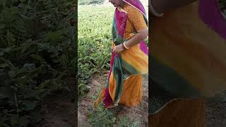 Pihar Chali jaaungi dance song newsong music poojahooda [upl. by Ponton]