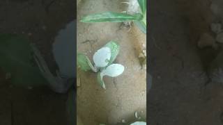 how to grow ajooba plant Ajooba plantpatharchatta propagation from leaf gardeningtips viralshort [upl. by Kermy78]