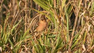 Common Chaffinch Fringuello Fringilla coelebs [upl. by Ennadroj]