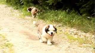 Saint Bernard Wielkopolski Bernardyn Kennel puppies quotGquot litter [upl. by Jr]