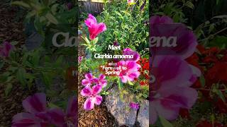 Grow Clarkia quotFarewell to Springquot  lovely Native Flower featuredFlower [upl. by Jablon]