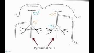 EEG and Action Potentials [upl. by Nylg]