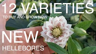 12 Varieties of hellebores to Buy Now [upl. by Eirb]