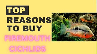 Reasons to buy firemouth cichlids [upl. by Petr]