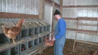 Gathering Eggs at Pecatonica Valley Farm [upl. by Jessy]