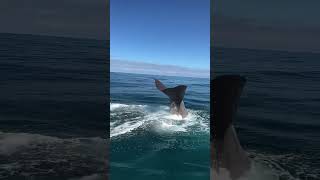 Dont Miss Out on This Fin Whale Encounter That Will Leave You SPEECHLESS brainquestexplores [upl. by Llednav789]