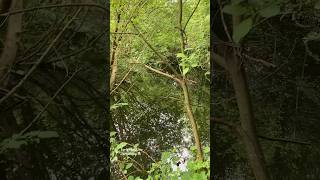 Beautiful nature at otterspool promenade trees outdoors pond life tiny adventure [upl. by Sturrock242]