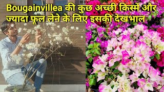 Bougainvillea plant care tips and different varieties  बोगनविलिया की कुछ अच्छी किस्में और देखभाल [upl. by Virgilio]