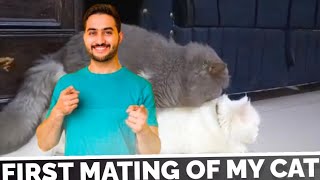 First mating of my cat 🤩mini vlog ep 1 [upl. by Acinomal]