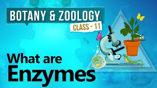 What are Enzymes  Biochemistry of Cell  Biology Class 11 [upl. by Etteroma]