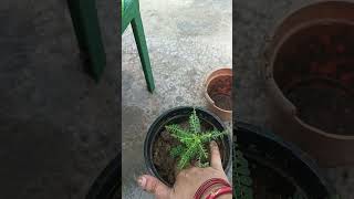 Amla benefits gardening plant garden terracegarden gardeningtips youtubeshorts amlabenefits [upl. by Donela]