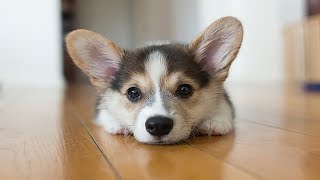 Cute and Funniest Corgi Puppies Videos Compilation [upl. by Kciwdahc118]