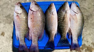 Catching STUD Mangrove Snapper  LIMITED OUT [upl. by Abshier613]