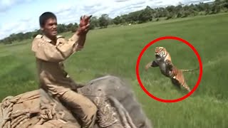 30 Scariest Tiger Encounters of The Year [upl. by Aicercal]