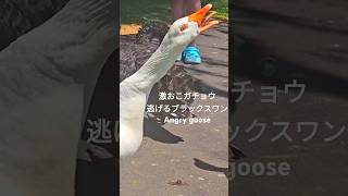 ブラックスワンに威嚇するガチョウ angry hissing goose [upl. by Nellak]