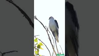 WhiteTailed Kite Perching On A Branch birds wildlifewatching [upl. by Correy]