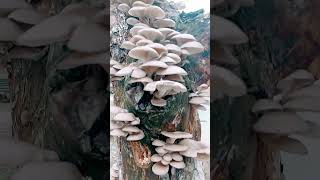 Grey Oyster Mushroom mushroom mushroomrecipe Pleurotusostreatus [upl. by Wickman600]