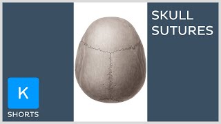 Sutures of the skull mnemonic  Kenhub shorts [upl. by Aylward]