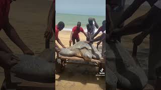 Sauvetage de Tortue pt 2 💕🇸🇳 [upl. by Lamb599]