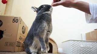 Bonding with my Bunny  Full Grown  Netherlands Dwarf Rabbits  Vlog Diary [upl. by Anneres]