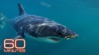 Great White Sharks Whales Ocean Floor Metals Ocean Plastic Plague  60 Minutes Full Episodes [upl. by Neisa92]