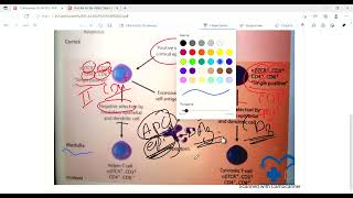 Immune Response Explained TCell Activation [upl. by Aital386]