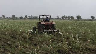 Naturally controlling  Biocontrol of borers in Sugarcane crop [upl. by Yrrab]