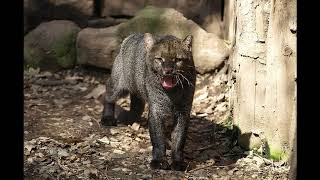 TPWDiscover  Did You See A Jaguarundi [upl. by Gerome]