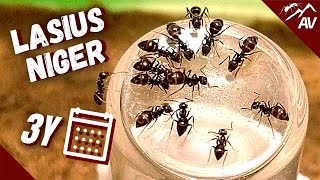 The Black Garden Ants  Lasius Niger after 3 Years [upl. by Blus]